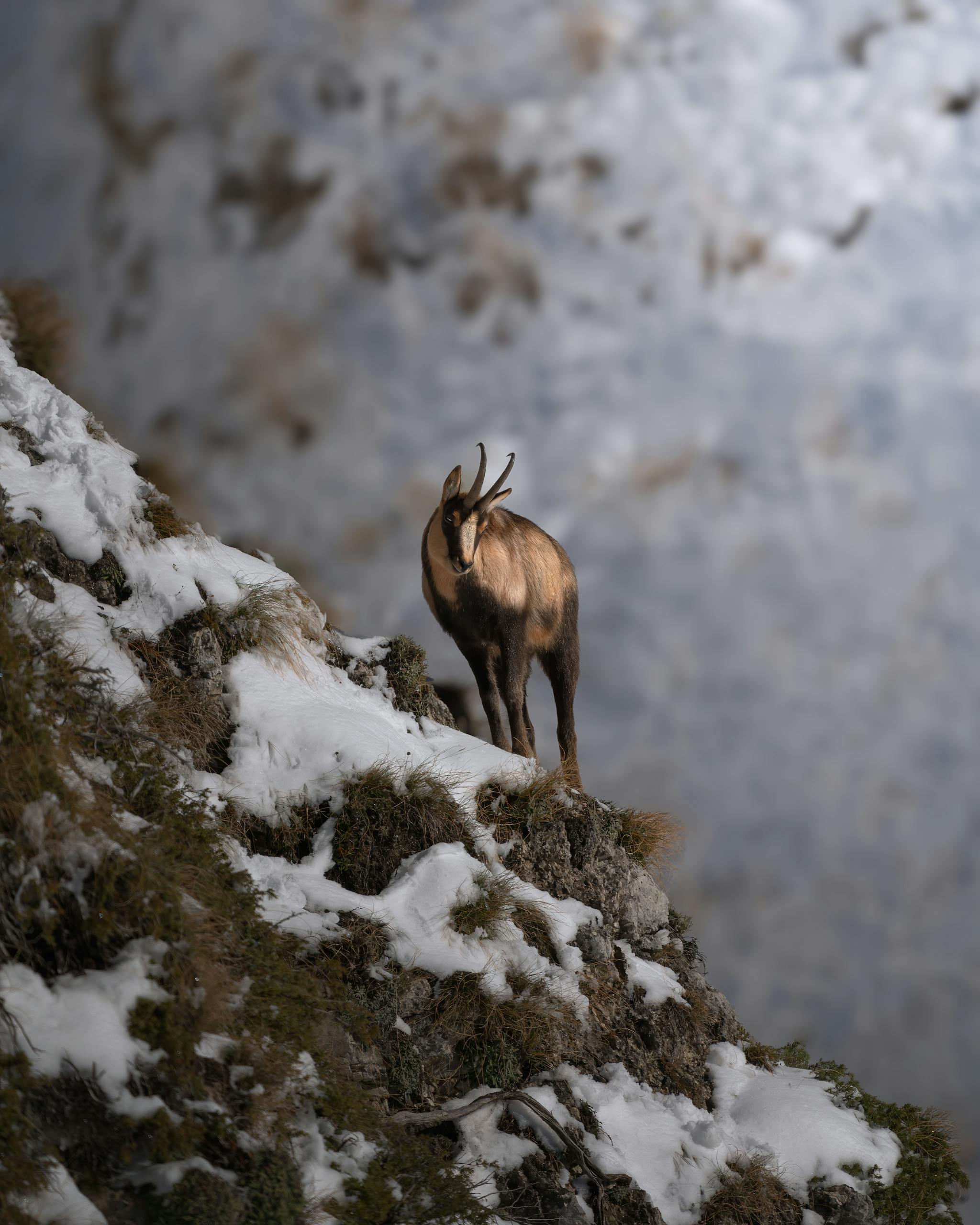 Rozmanitá fauna vo Veľkej Fatre